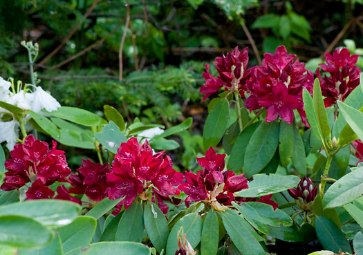Rhododendron Henry's Red_web
