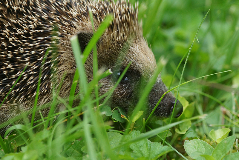 Animaux de mon jardin - DSC07140