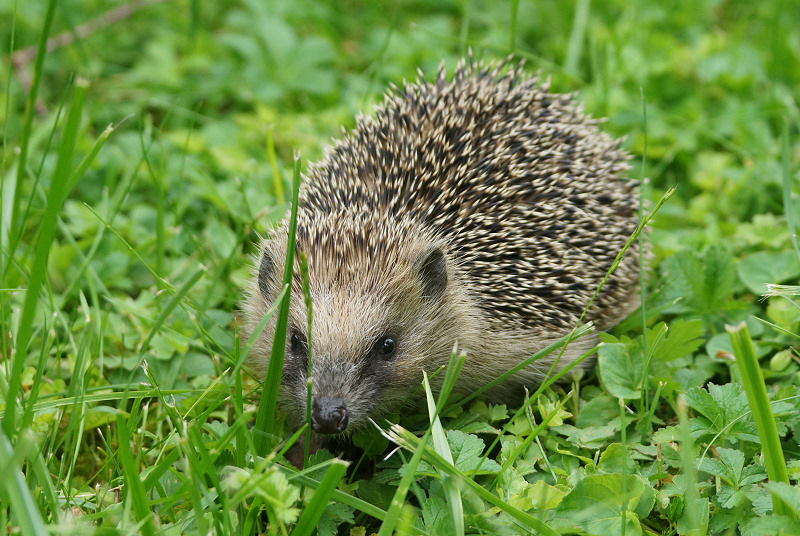 Animaux de mon jardin - DSC07144