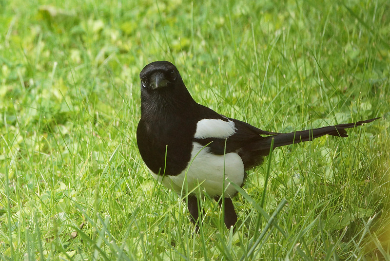 Animaux de mon jardin - DSC07161