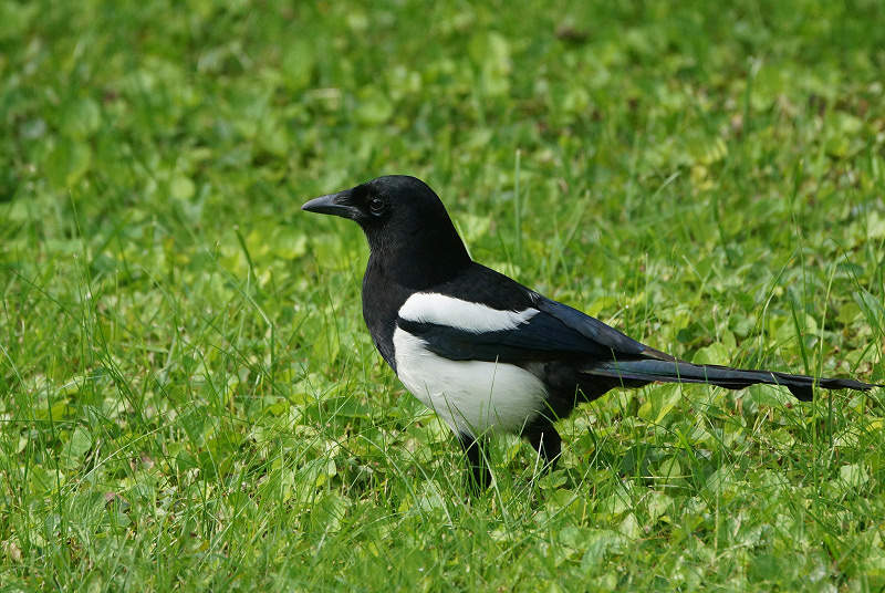 Animaux de mon jardin - DSC07167