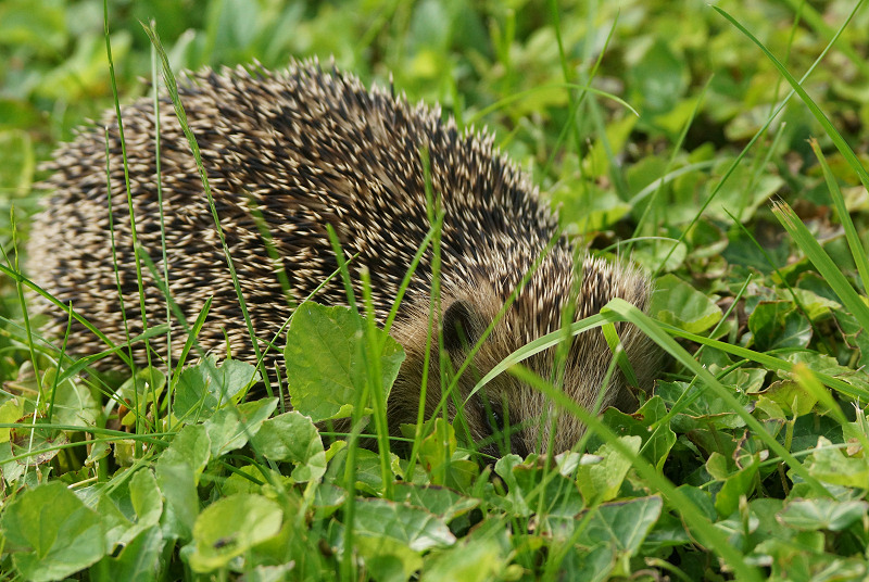 Animaux de mon jardin - DSC07177