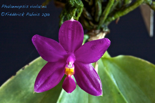 Phalaenopsis violacea borneo Blue 13070506050416321511354946