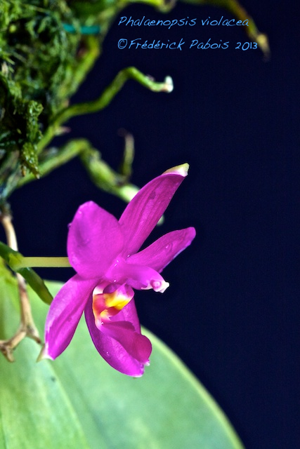 Phalaenopsis violacea borneo Blue 13070506051816321511354949