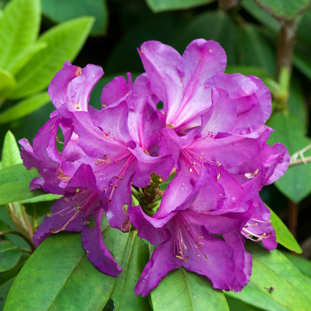 Rhododendron Purple Passion_web