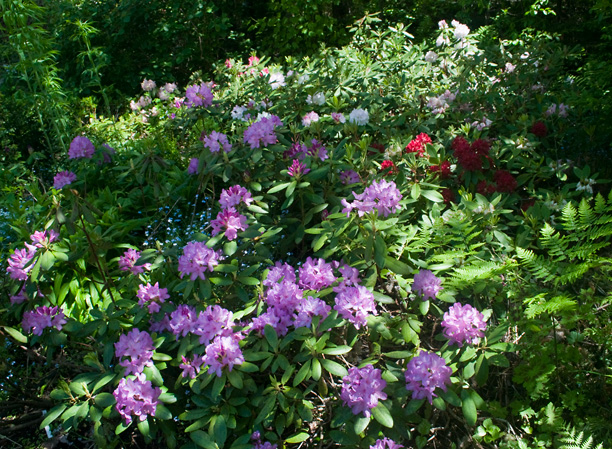 Rhododendrons 1_web