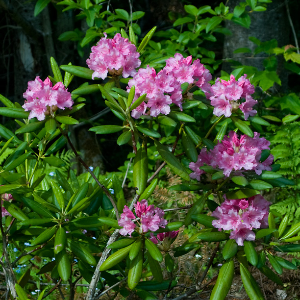 Rhododendron Haaga_web