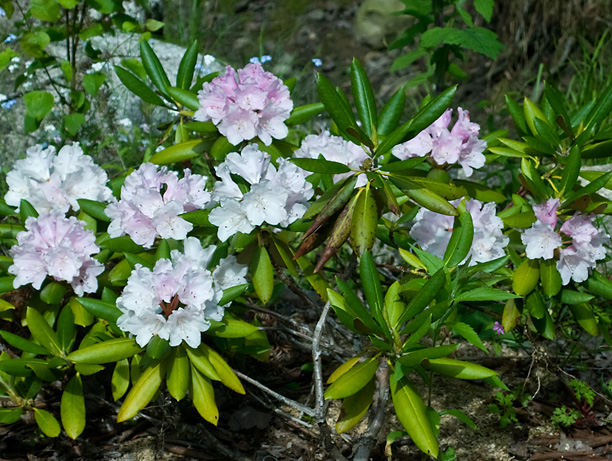 Rhododendron Anna H Hall_web