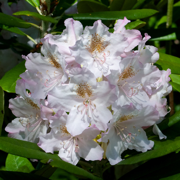 Rhododendron Mikkeli_web