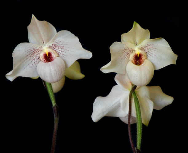 Paphiopedilum Helen Congleton | Slippertalk Orchid Forum