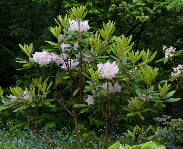 Rhododendron Mikkeli 1_web