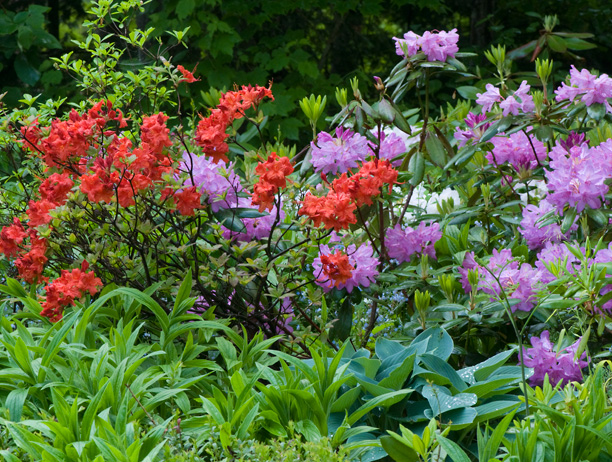 Azalae Fireball Rhododendron Minnetonkon Hosta Canadian Blue_web