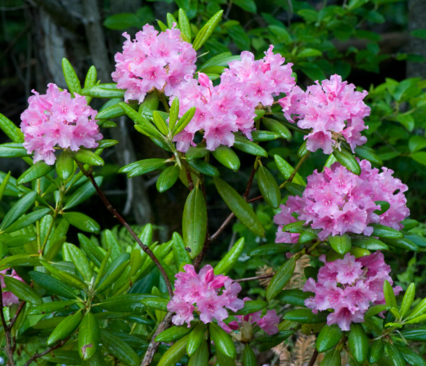 Rhododendron Haaga 2_web