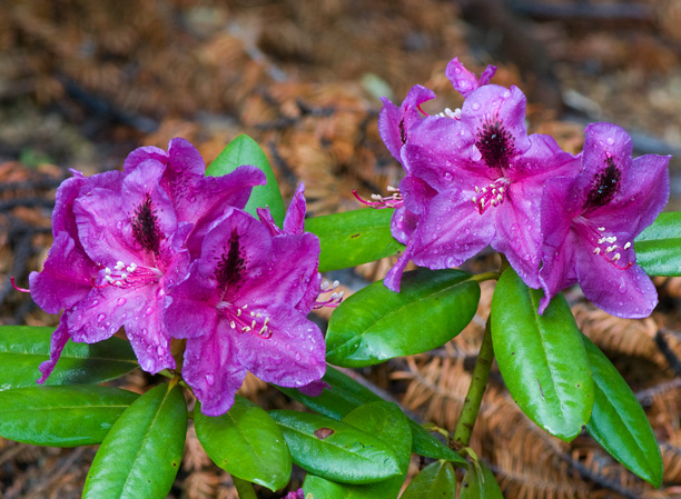 Rhododendron Wojnar's Purple_web