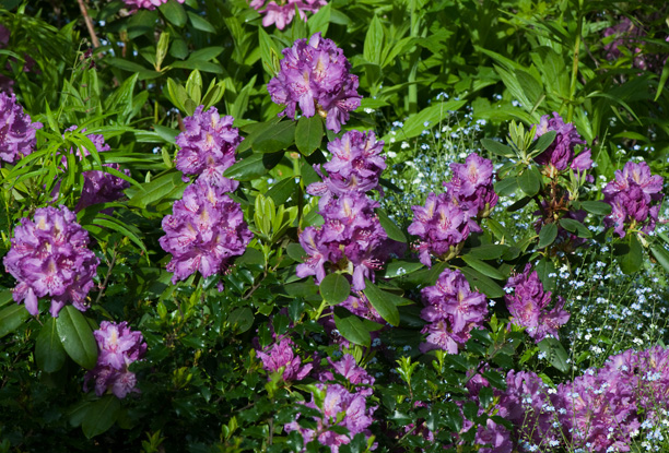 Rhododendron Connecticut Yankee 2_web