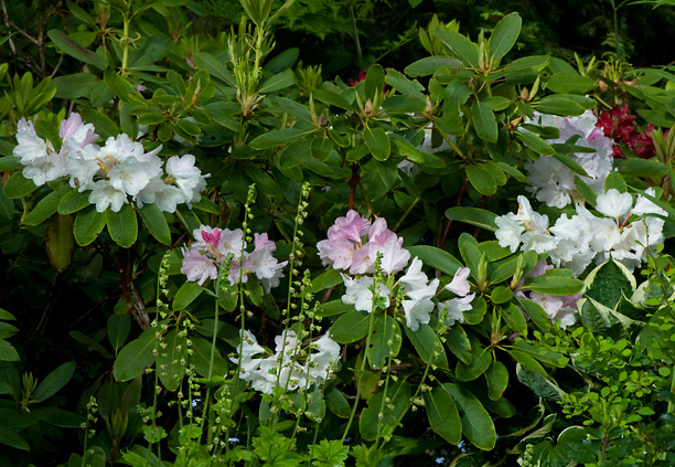 Rhododendron Nepal 1_web