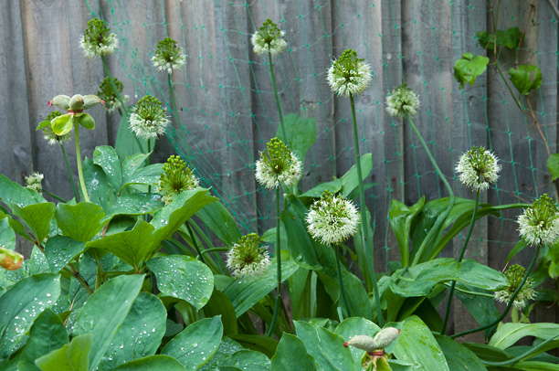 Allium victorialis_web
