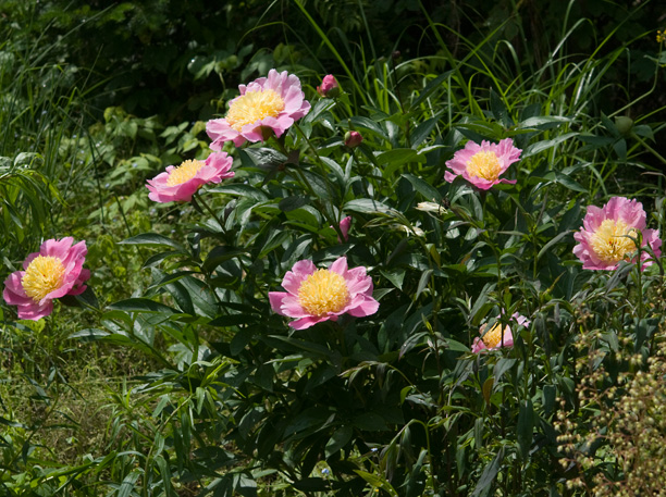 Paeonia Cheese Country_web
