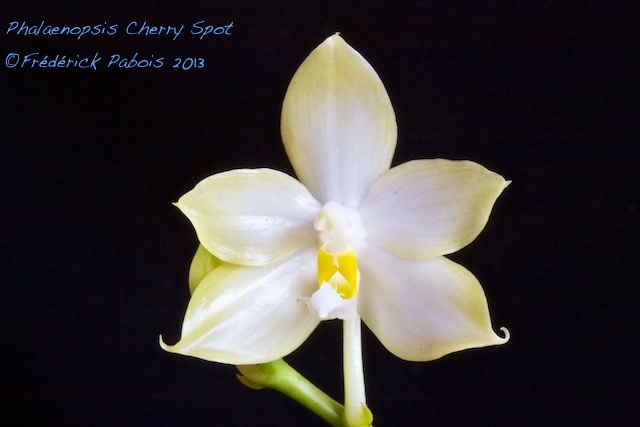 Phalaenopsis Cherry Spot  13072702152516321511414885