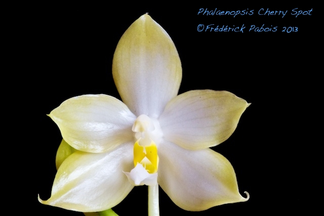 Phalaenopsis Cherry Spot  13072702153316321511414887
