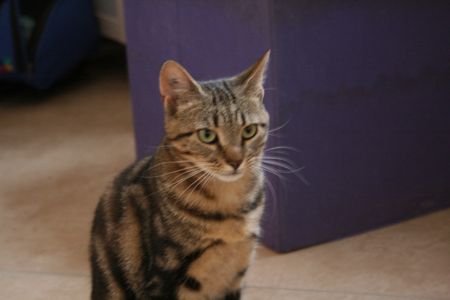 Olympias, belle chatte tigrée, née en 2012 130728074515202011418819