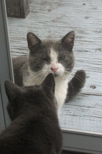 Paco et Pooky moustiquaire