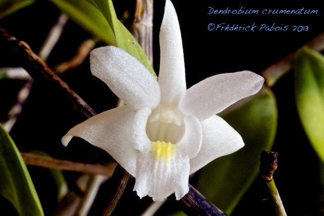Dendrobium crumenatum 13080506533216321511440897