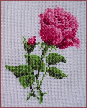 riolis_rose