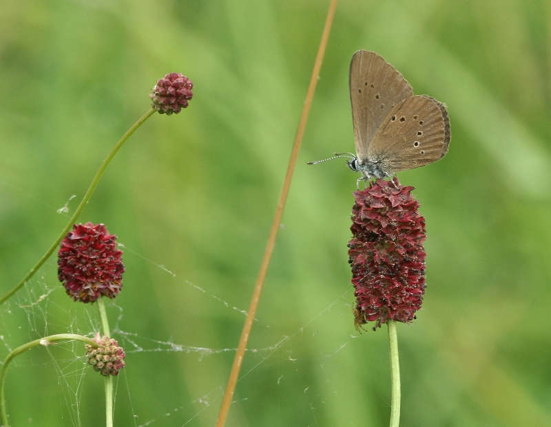 [Phengaris nausithous](Lycaenidae Polyommatinae) 130810100546999811452775