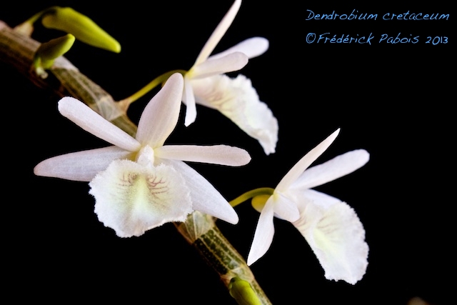 Dendrobium cretaceum 13081010261616321511452811