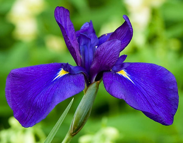 Iris ensata Blue Beauty_web
