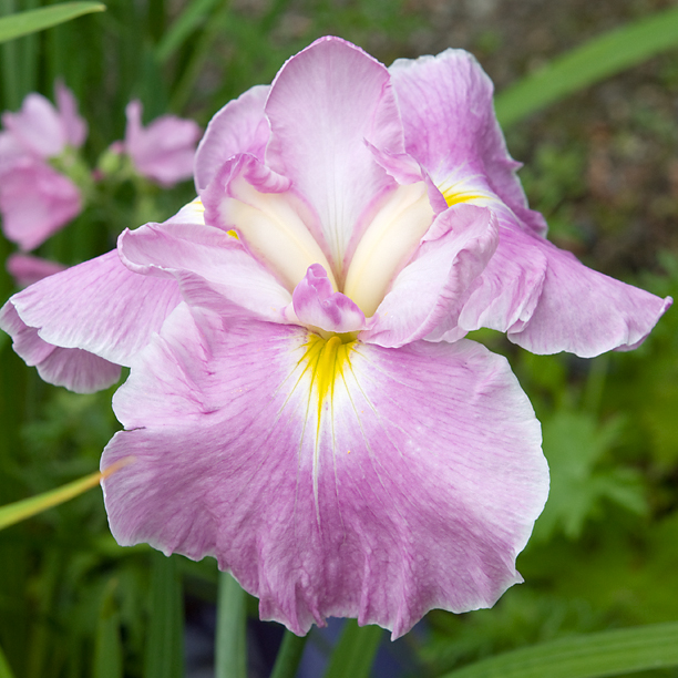 Iris ensata Dirigio Pink Milestone 1_web