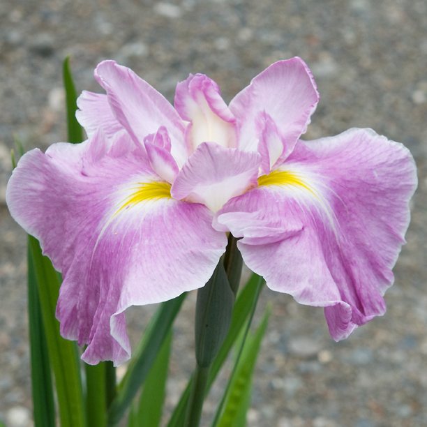 Iris ensata Dirigio Pink Milestone 2_web