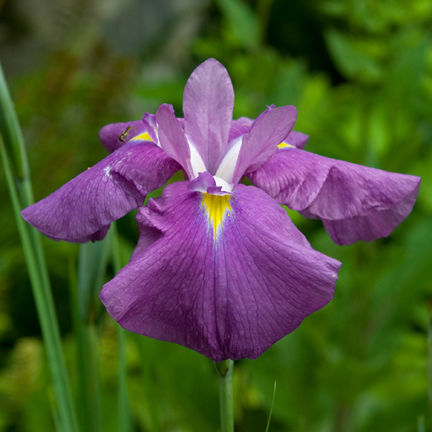 Iris ensata Margo No Sakura 2_web