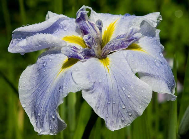 Iris ensata Icy Peaks_web