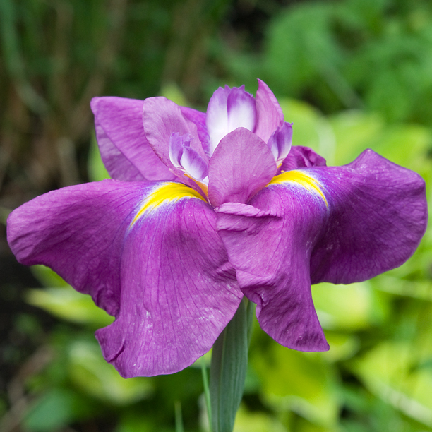 Iris ensata Margo No Sakura_web