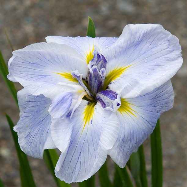 Iris ensata Icy Peaks 3_web