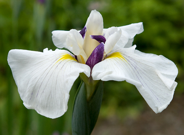 Iris ensata Japanese Harmony_web