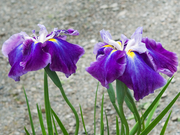Iris ensata Greywoods Mulberry Cascade_web