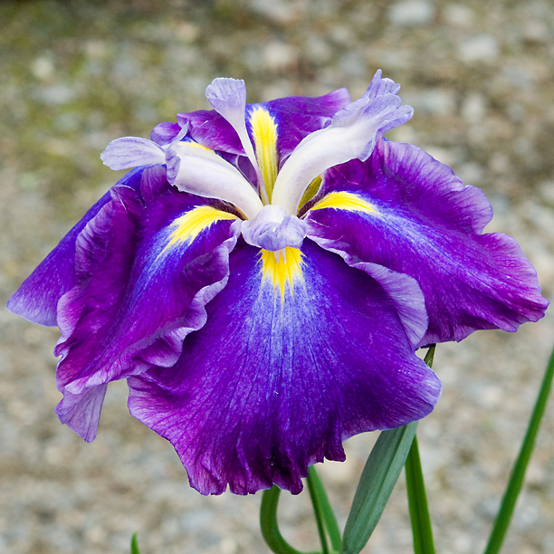 Iris ensata Greywoods Mulberry Cascade 1_web