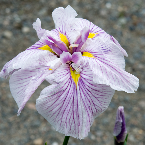 Iris ensata GREYWOODS CATRINA 1_web