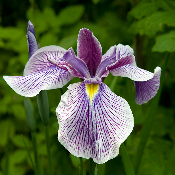 Iris ensata Kalamazoo_web