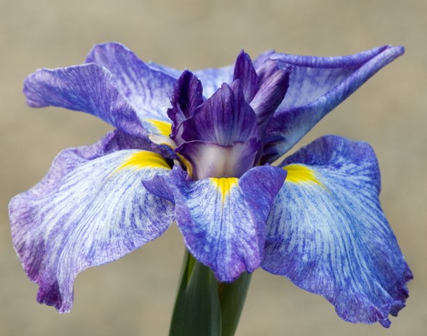 Iris ensata Cascade Crest_web