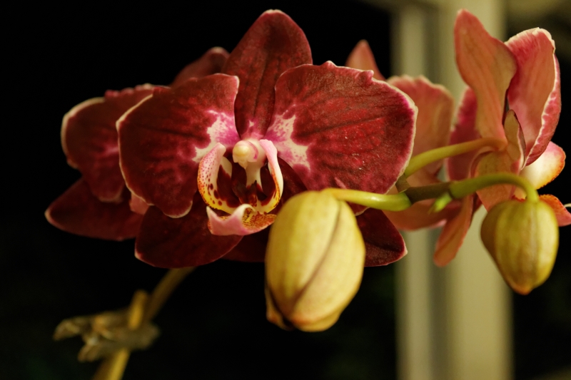 Orchidee_1