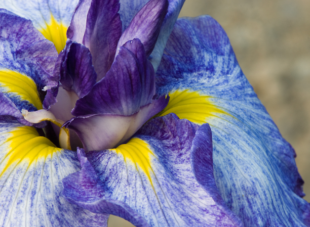 Iris ensata Cascade Crest 1_web