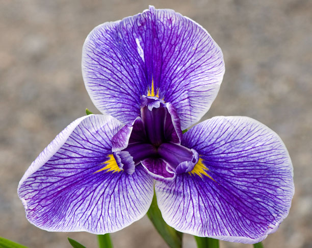 Iris ensata Kalamazoo 1_web