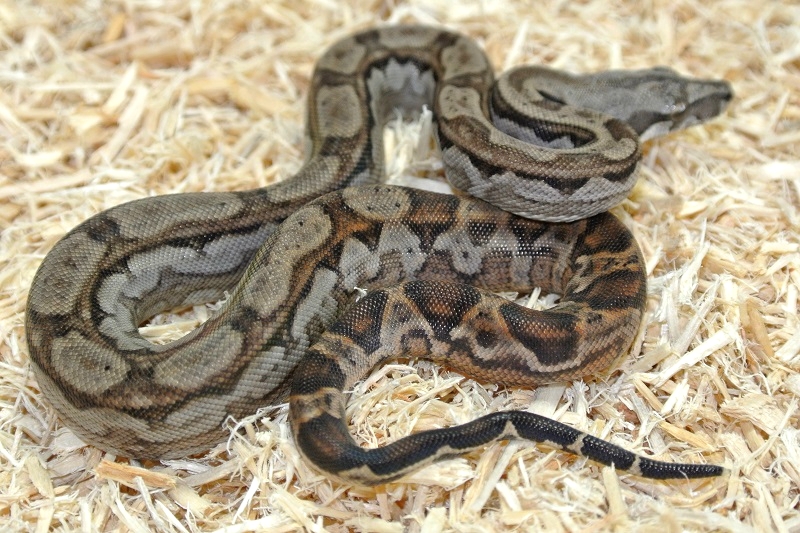 2013 ,Dwarf Central American Boas  Breeding Trial & Designer Morphs - Page 3 13081701052513278411471031