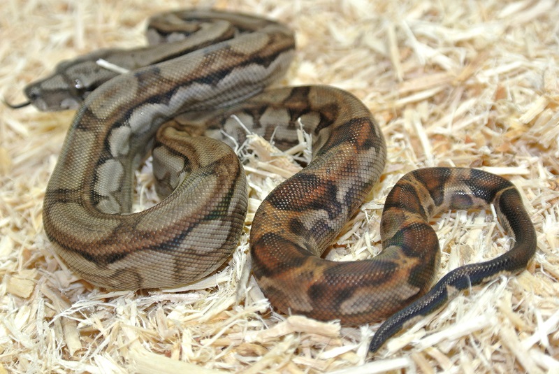 2013 ,Dwarf Central American Boas  Breeding Trial & Designer Morphs - Page 3 13081711414513278411473410