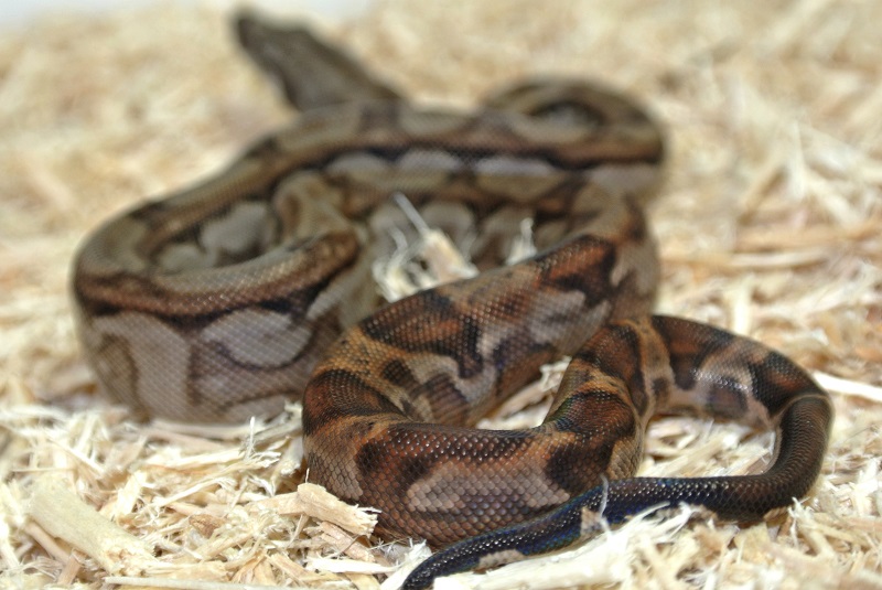 2013 ,Dwarf Central American Boas  Breeding Trial & Designer Morphs - Page 3 13081711414513278411473411