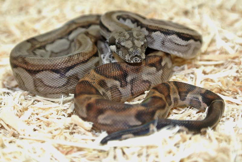 2013 ,Dwarf Central American Boas  Breeding Trial & Designer Morphs - Page 3 13081711414513278411473412